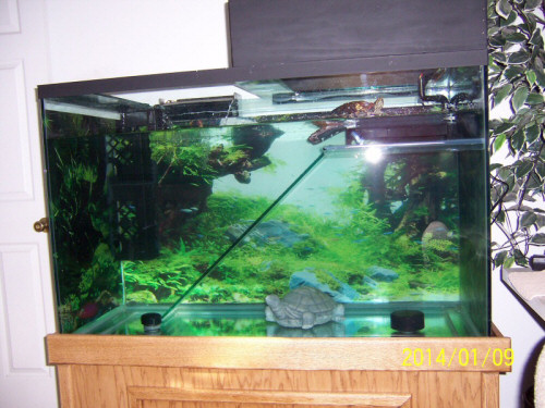 Clydes new tank